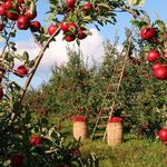 Vlastné ovocie a zeleninu pestuje 55 % českých domácností